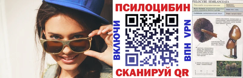 Псилоцибиновые грибы Cubensis  Лодейное Поле 